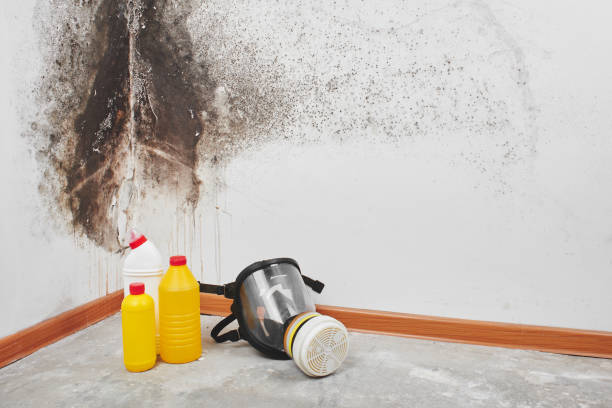 Best Localized Mold Remediation (e.g., coastal areas, humid climates) in Bryant, WA