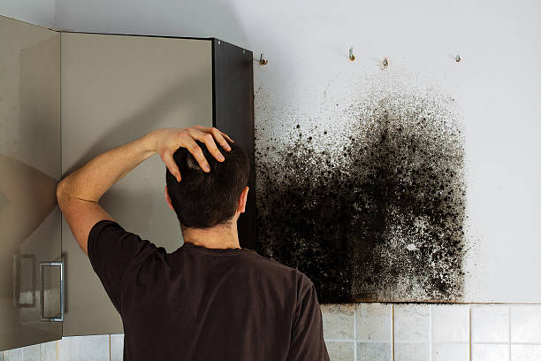 Best Emergency Mold Remediation in Bryant, WA