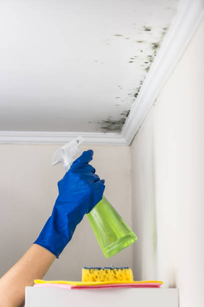 Best HVAC Mold Remediation in Bryant, WA